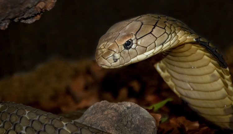 King cobras found near Mount Everest, scientists issue warning after bizarre discovery | Trending