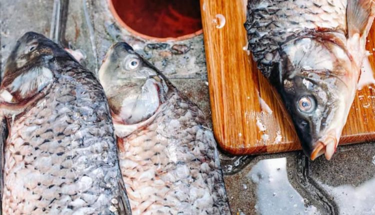 Fish Feel Pain For Up To 24 Minutes During Slaughter, Study Reveals Shocking Reality | Science & Environment News