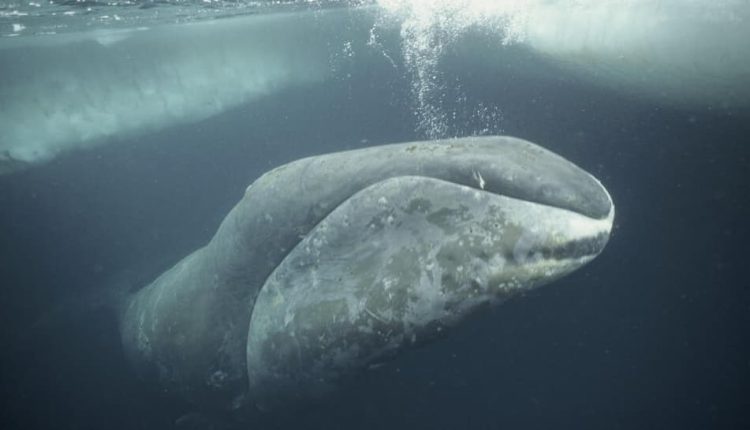Meet Oldest Whale In The World: A 200-Year-Old Bowhead Still Swimming The Arctic Seas, Has Lived Through World Wars, Space Races And... | Science & Environment News