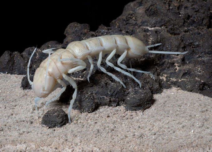 A photograph showing a model of a deep sea crustacean that lives on polymetallic nodules in the deep sea. Its habitat could be harmed by deep sea mining.