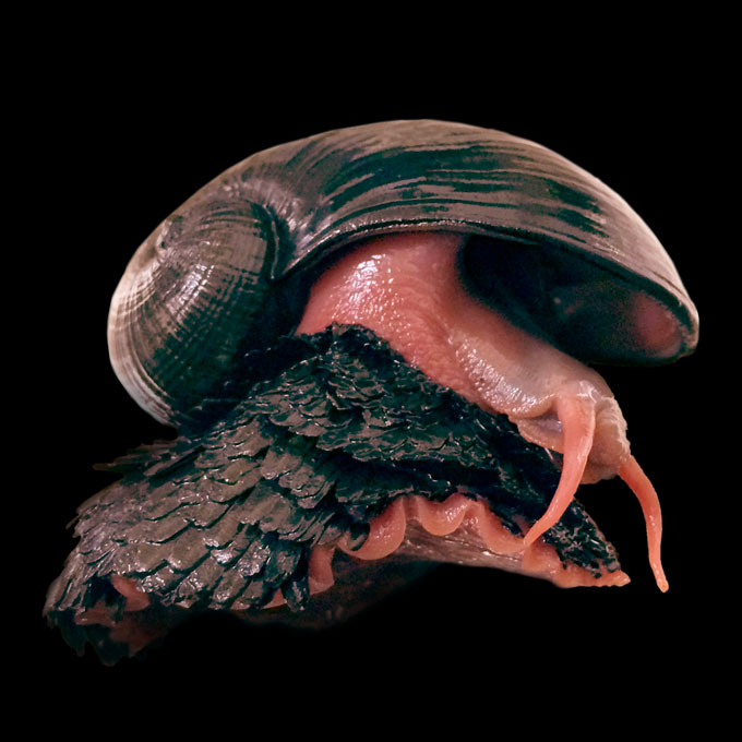 A photograph of the scaly-foot snail, the first animal officially listed as endangered due to deep sea mining.