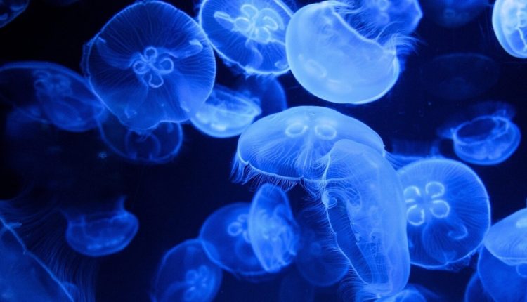 Deepest living colony, unique life found in Pacific Ocean: Study | Details of where and how