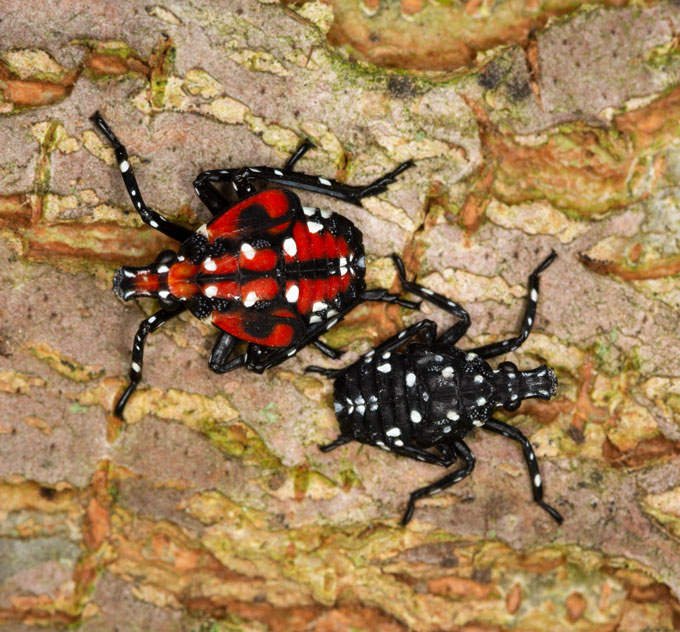 A close-up shot shows a large red and black striped spotted lanternfly nymph sitting on the bark of a tree, facing to the left. At its side is a smaller black nymph with white spots, facing to the right.