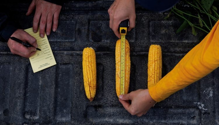 The truth about seed oils