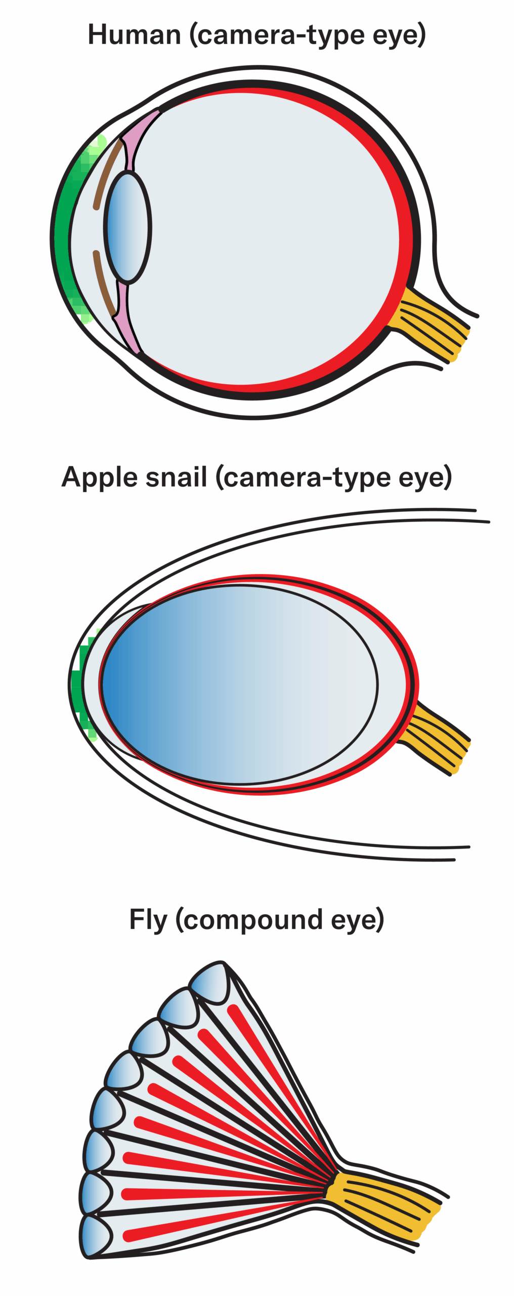 3 illustrations of eyes: a Human (camera-type eye); an apple snail (camera-type eye); a fly (compound eye)