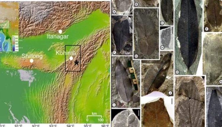 Did Antarctica Shape Indian Monsoons? Fossil Leaves From Nagaland Hold Clue - And A Warning For Future | Science & Environment News