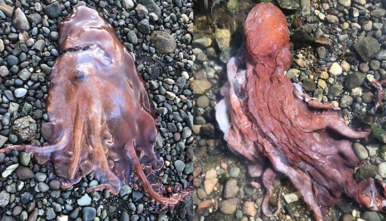 #TheMoment a rare 7-armed octopus was spotted in B.C.
