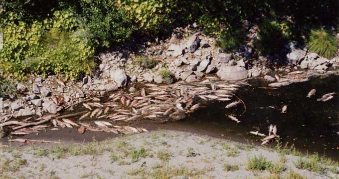 An old photograph of many dead salmon floating in a river