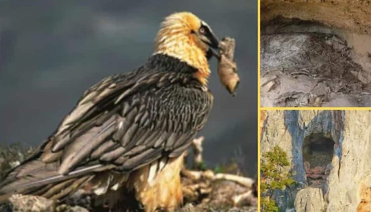 Birds' Nests Or Secret Treasures? Scientists Discover 650-Year-Old Bearded Vulture Nests In Spain, Reveal Mystery Trove | Science & Environment News