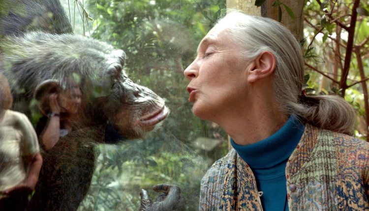 Without Jane Goodall, chimps need new champions — us
