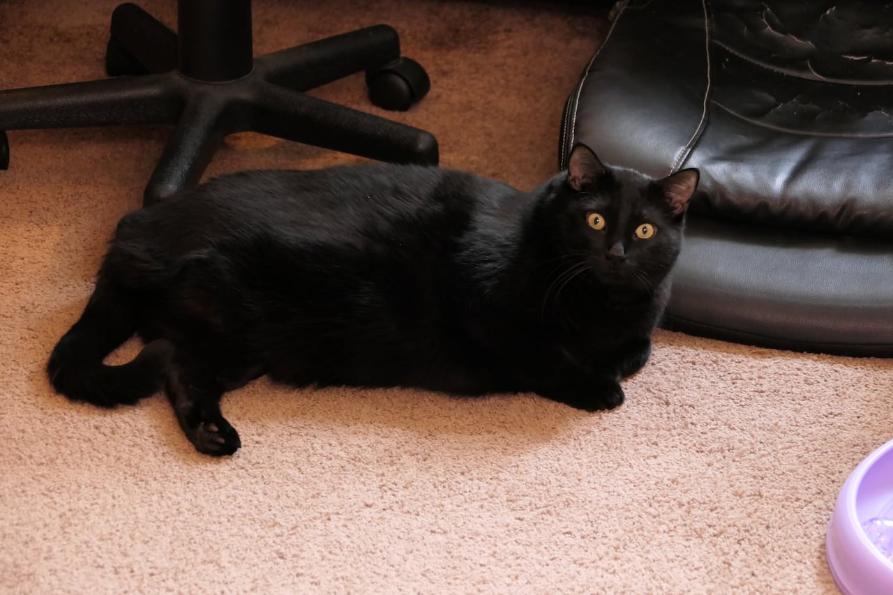 A black cat who's missing a hind leg lies on a floor with beige carpet and black furniture in the background.