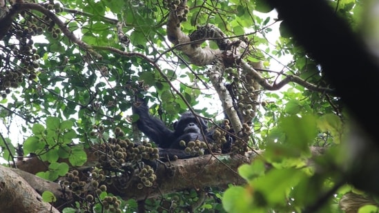 A Ngogo chimpanzee in a Ficus mucuso tree surrounded by figs.