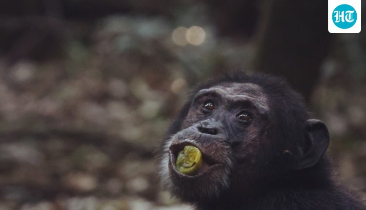 Blame Our Love of Booze on Our Primate Ancestors