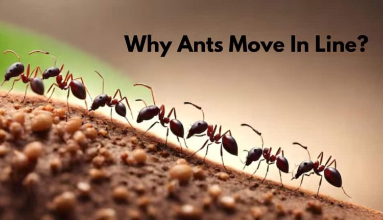 Why Ants Move In A Line? Know The Secret Reason Behind Their Discipline | Science & Environment News