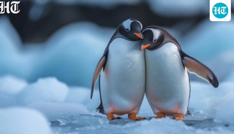 What is pebbling? All about penguins-inspired dating trend that highlights small gestures in love