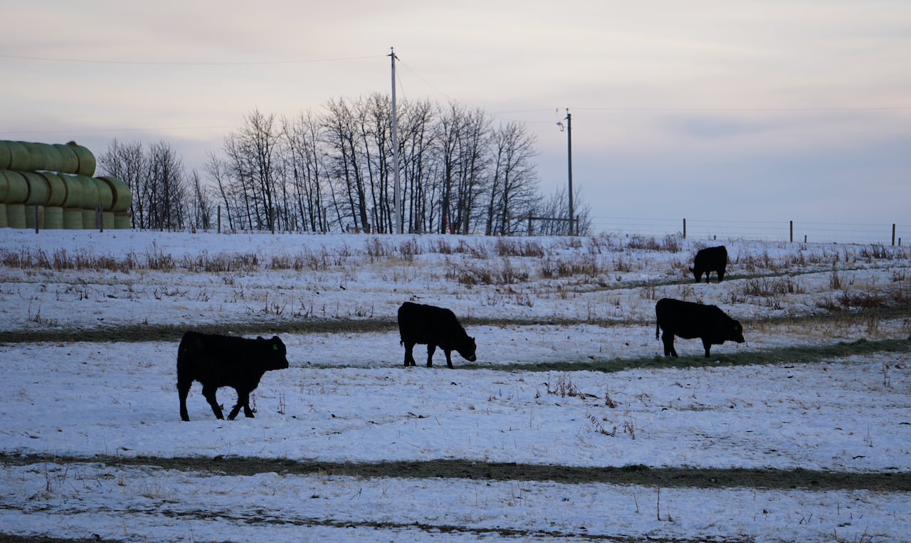 Cattle graze in a snowy field.