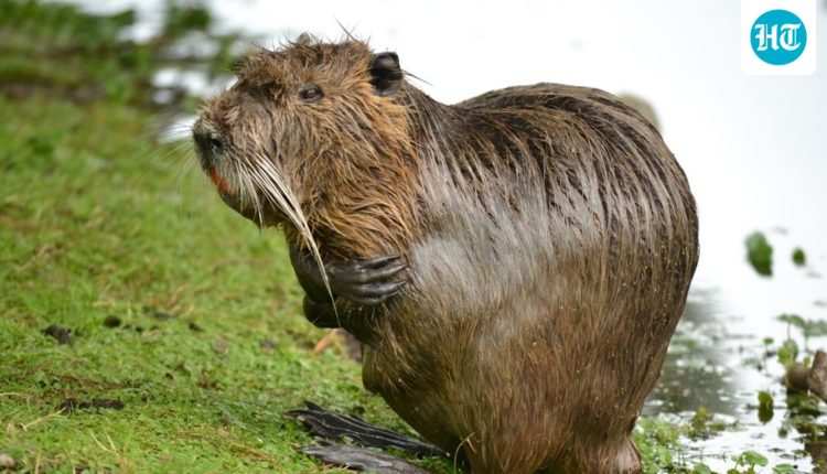 New Cambridge study shows humans are more monogamous than meerkats but trail behind beavers
