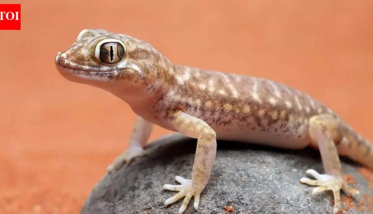Dreaming About a Lizard? Here’s What It Really Means |