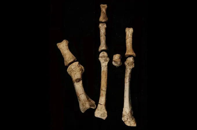 Several pieces of bone are arranged on a black background as they would have shown up in the actual foot of an ancient human relatives.
