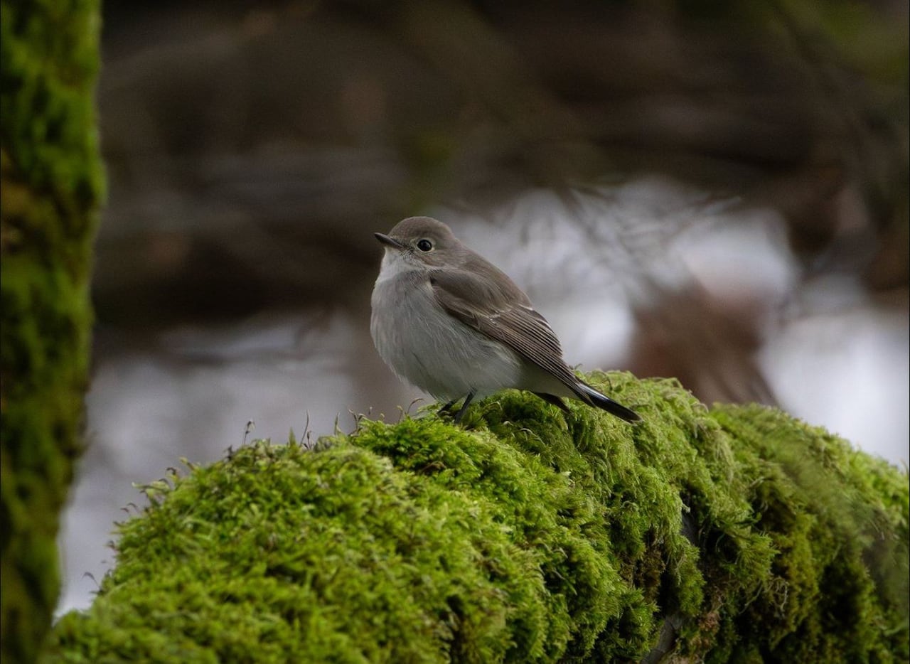A rare migratory birds sits perched up a mossy tree branch. 