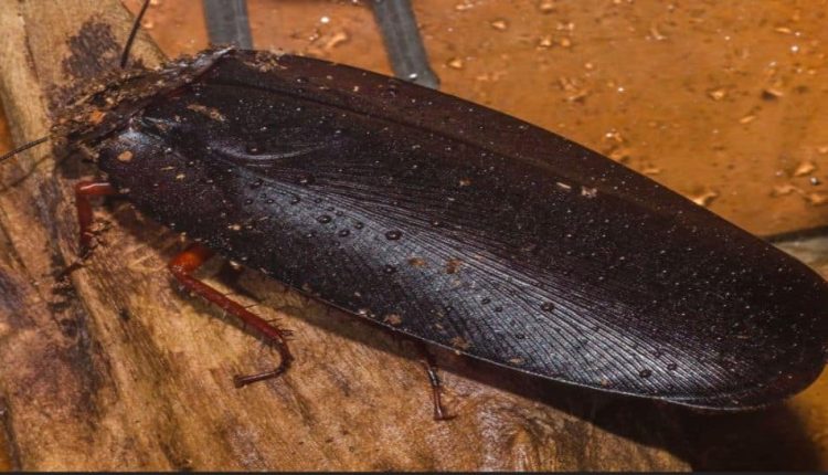 Giant, Winged And Unbelievable: Meet The World’s Largest Cockroach And Where It Is Found | Science & Environment News